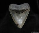 Collector Grade Inch Megalodon Tooth #74-1